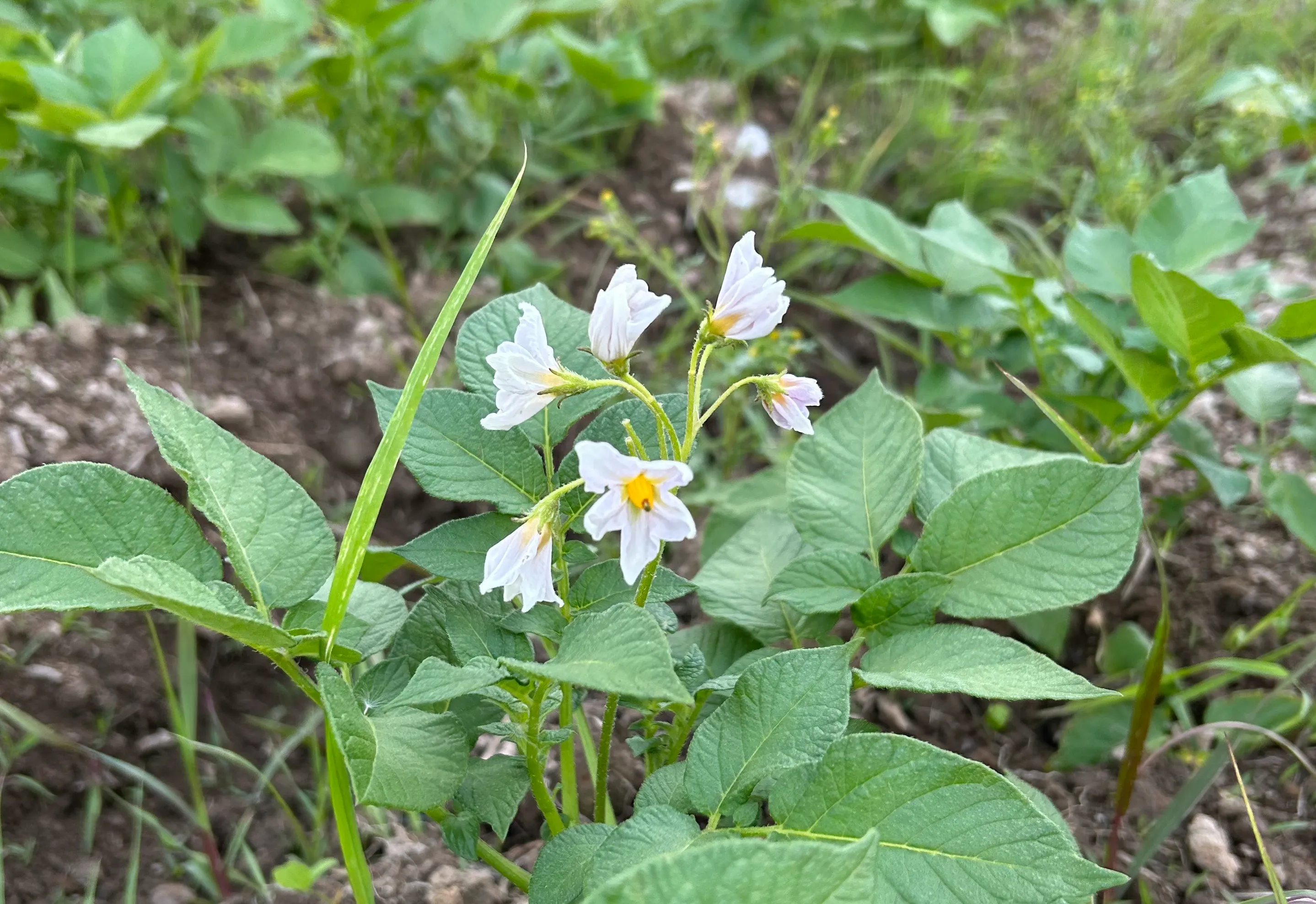 厳選された生産物