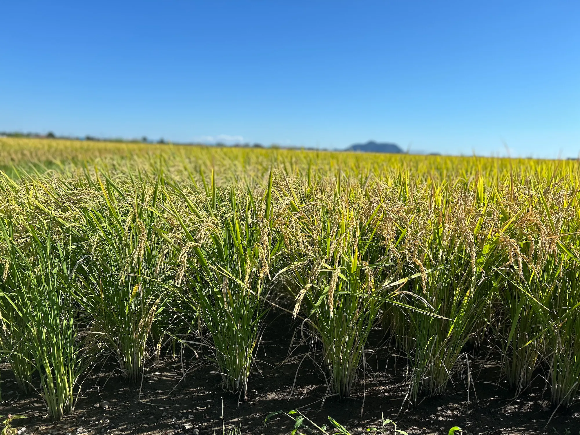 北海道の畑の風景